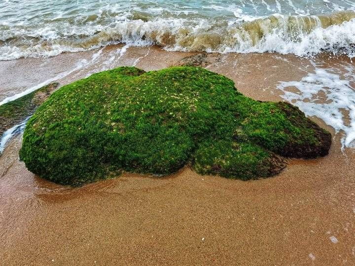 海边的石头有帝王绿不