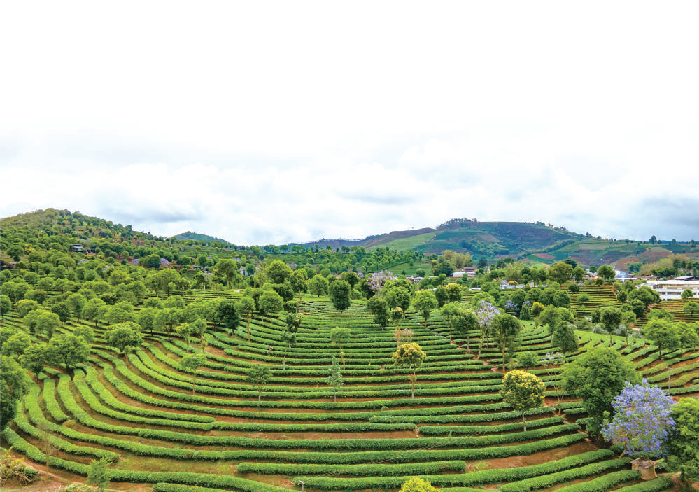 2007年龙团回归普洱茶