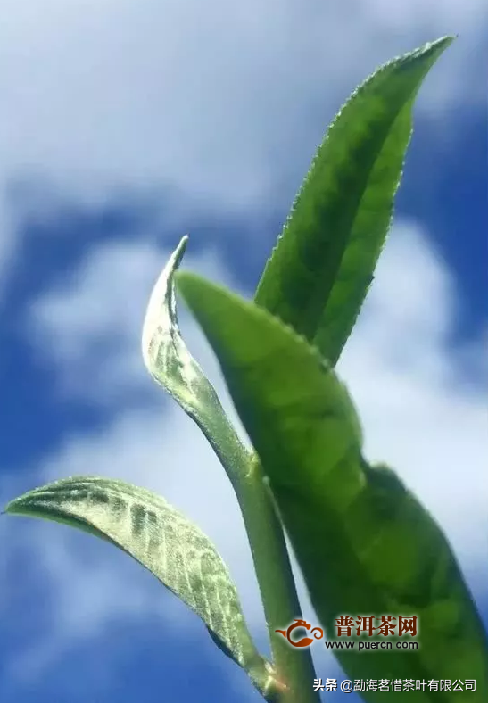 普洱茶后味有点苦是好茶吗？普洱茶入口有点苦味正常吗？