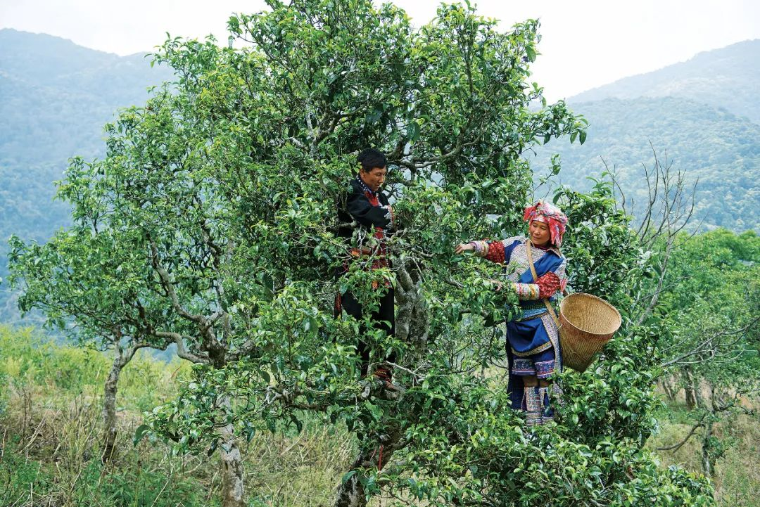 勐库古树茶是冰岛茶吗