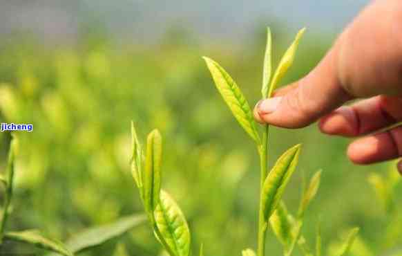 野生山茶叶的神奇功效与作用：解密茶界的天然宝藏