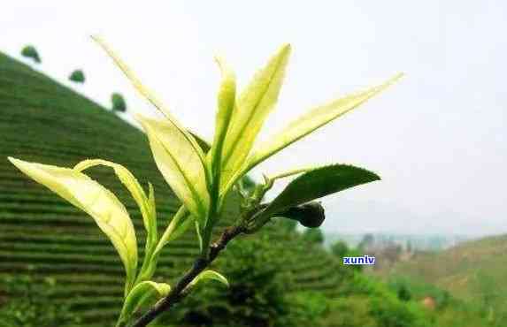 野生山茶叶的神奇功效与作用：解密茶界的天然宝藏