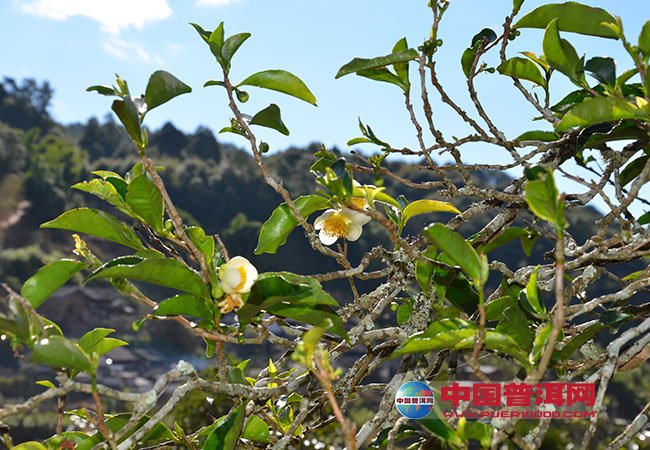 野生山茶的作用及效果