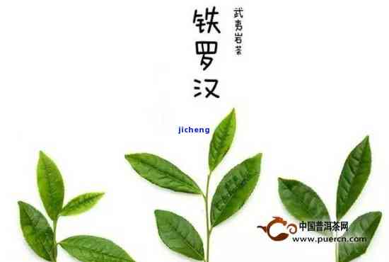 铁罗汉茶的寓意与象征：独特品种，深远文化含义