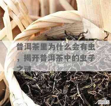 普洱茶中白色小虫子的出现原因及解决方法解析