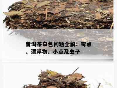 普洱茶中白色小虫子的出现原因及解决方法解析