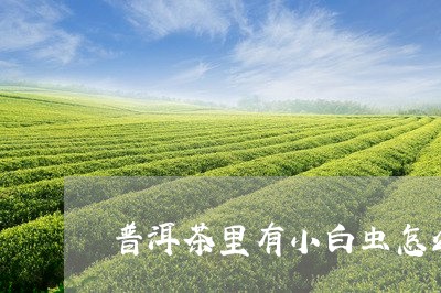 普洱茶长小白虫的原因及处理方法