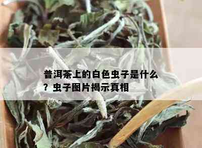 普洱茶白色小虫