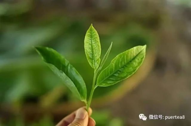 普洱茶春茶茶秋茶的鉴别及特点