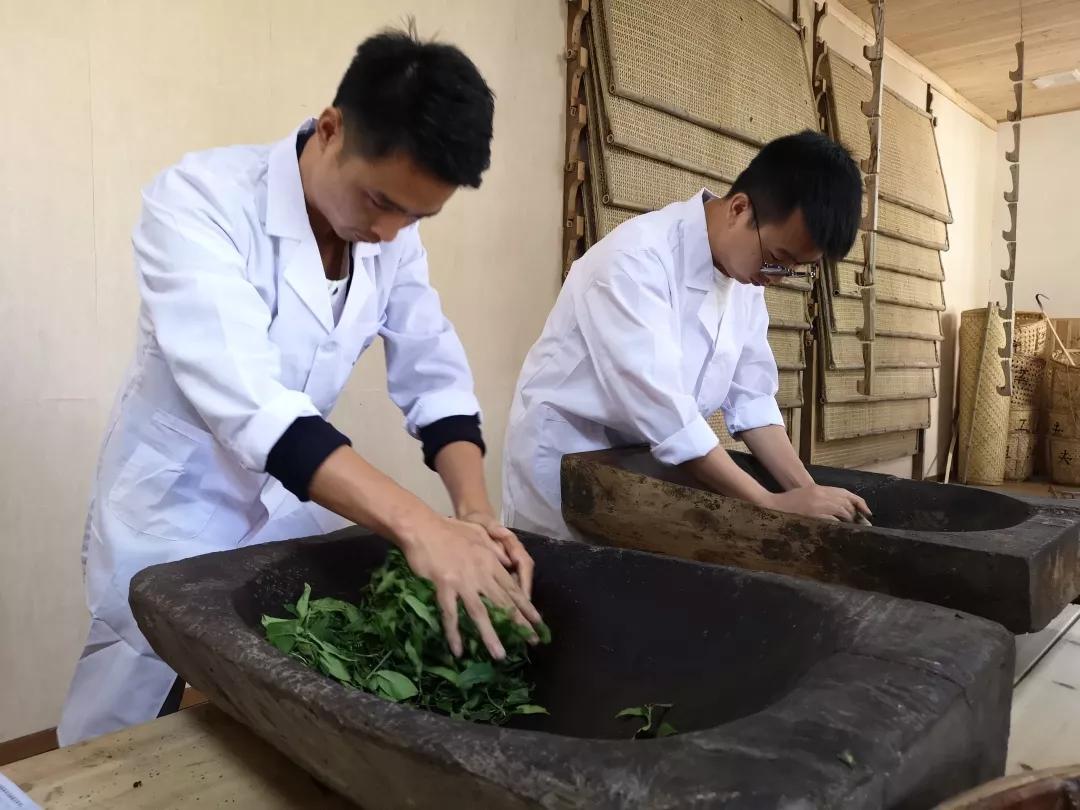 茶叶加工的秘密：探索如何将绿茶变身红茶的神奇工艺