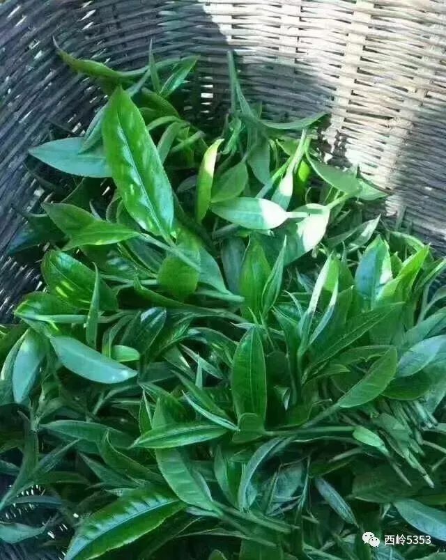 老挝普洱茶品质特点与价格：高品质老挝古树普洱茶多少钱一斤？