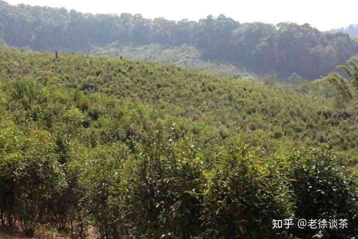 台地茶：普洱茶品质与口感的完美结合