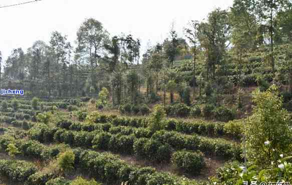 台地茶：普洱茶品质与口感的完美结合