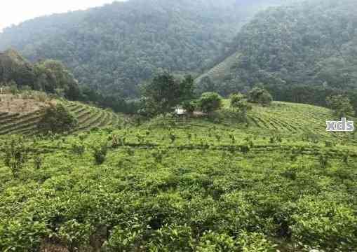 台地茶：普洱茶品质与口感的完美结合