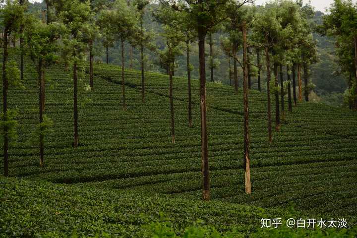 台地茶与普洱茶：香味对比及选择建议，让你全面了解两种茶叶的香气特点