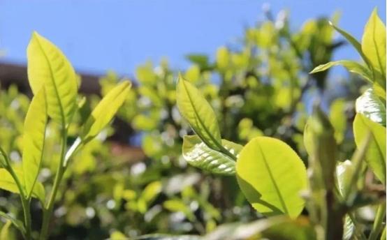 台地茶普洱茶有收藏价值吗？多少钱？什么是台地茶，台地普洱茶能喝吗？