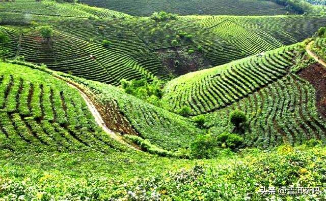 台地茶普洱茶有收藏价值吗？多少钱？什么是台地茶，台地普洱茶能喝吗？