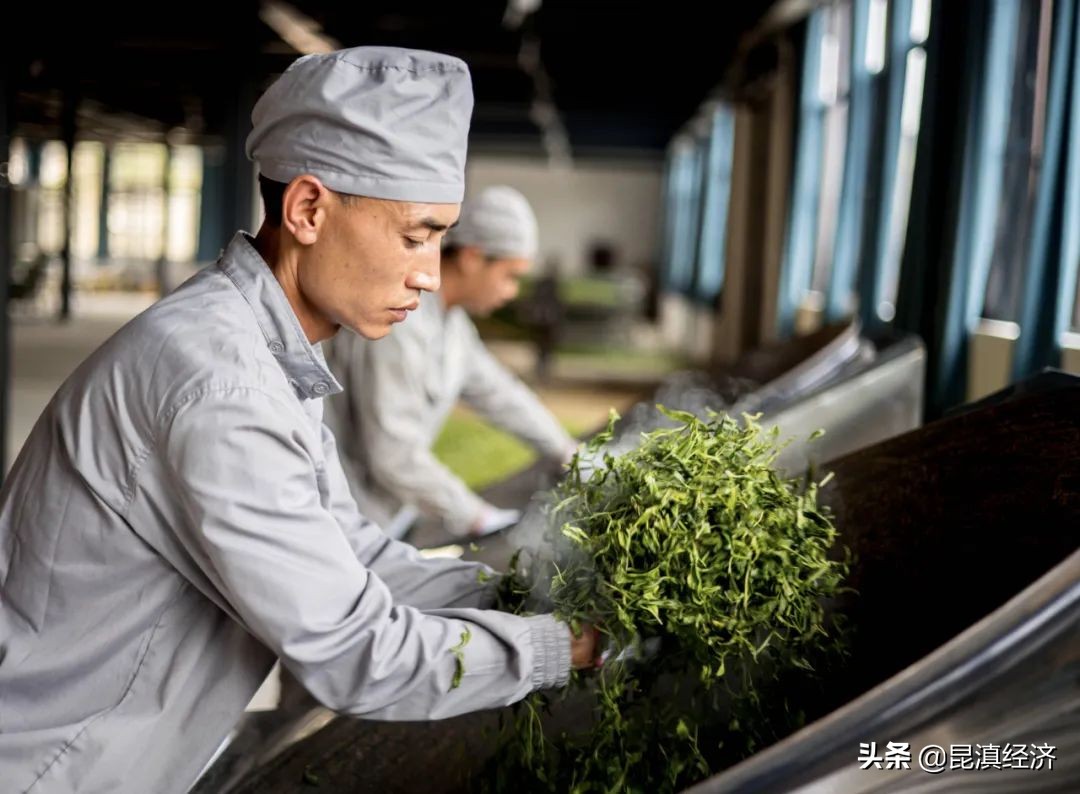 普洱茶：高烧时的救星？你需要知道的事实