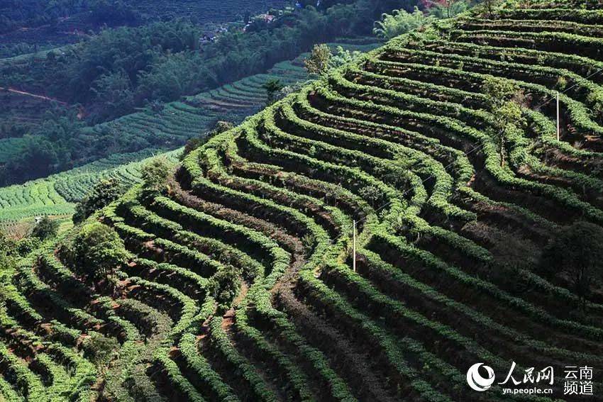 临沧市普洱茶叶基因库：探索茶叶品种、遗传变异、种植技术等方面的综合信息