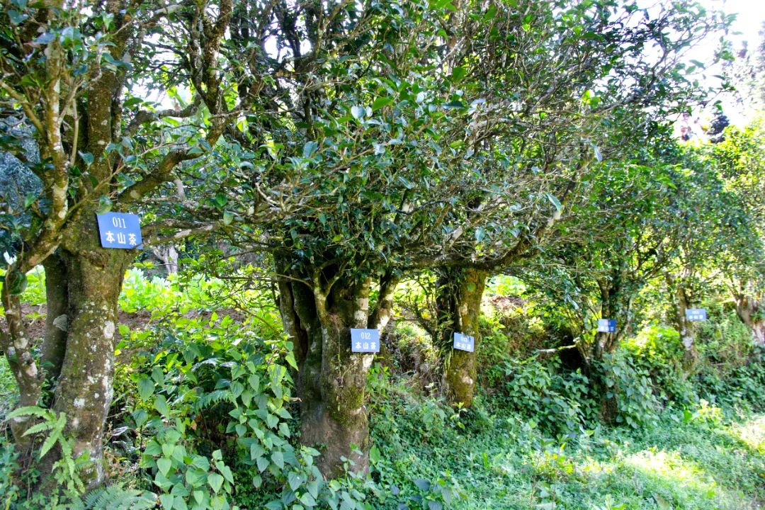 临沧市普洱茶叶基因库：探索茶叶品种、遗传变异、种植技术等方面的综合信息