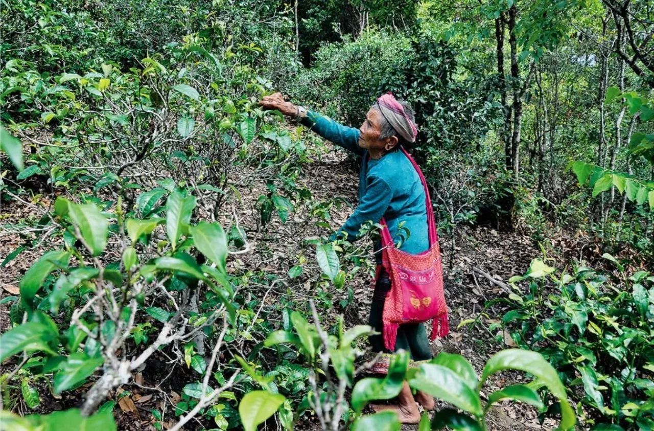 临沧市普洱茶叶基因库：探索茶叶品种、遗传变异、种植技术等方面的综合信息