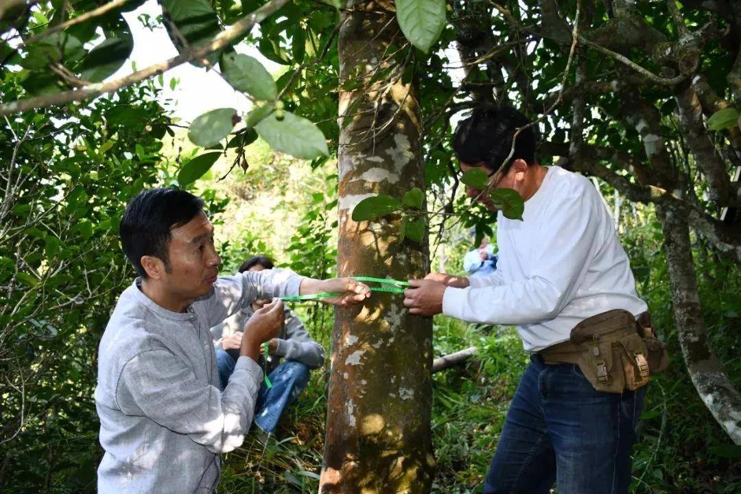 临沧市普洱茶叶基因库：探索茶叶品种、遗传变异、种植技术等方面的综合信息