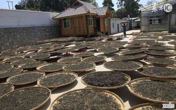 临沧市普洱茶协会：探索普洱茶的魅力、制作工艺与健益处的全方位指南