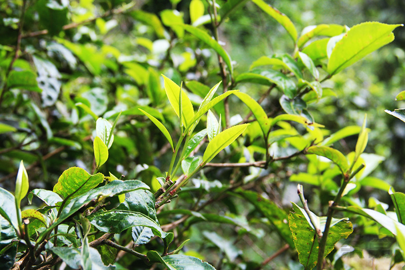 南糯木普洱茶价格：木圆茶及古树生茶报价详情