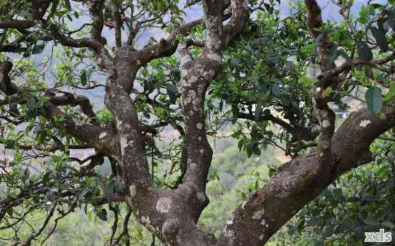 南糯山木茶：品种、产地、品质与价格分析