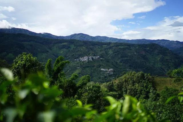 冰岛茶分几个山头，产地在哪，系列有哪些？