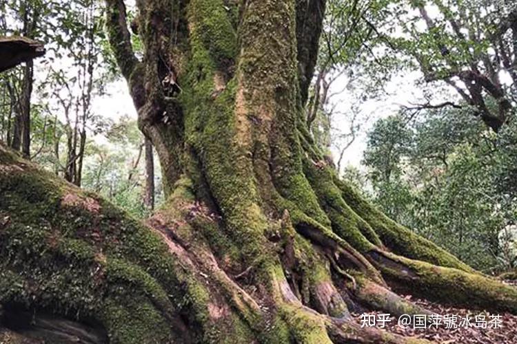 冰岛茶分几个山头，产地在哪，系列有哪些？