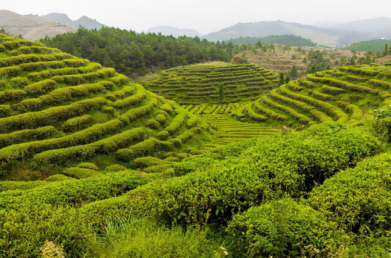 怀孕期间饮茶：安全的茶叶选择与注意事项