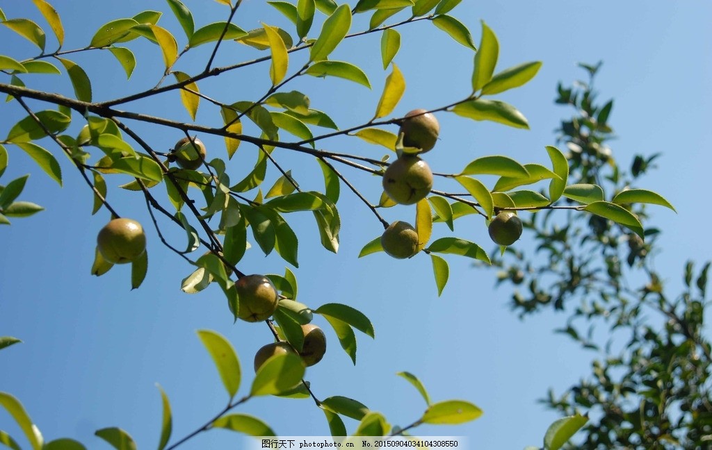 对比分析：普洱茶籽油与山茶油的营养价值与适用场景