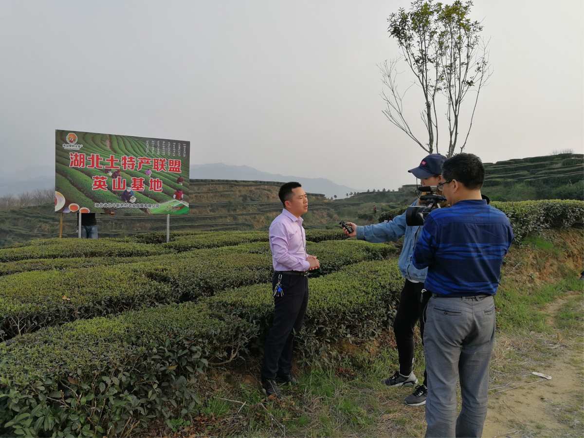 湖北英山茶叶买卖平台：公司、地点与市场简介