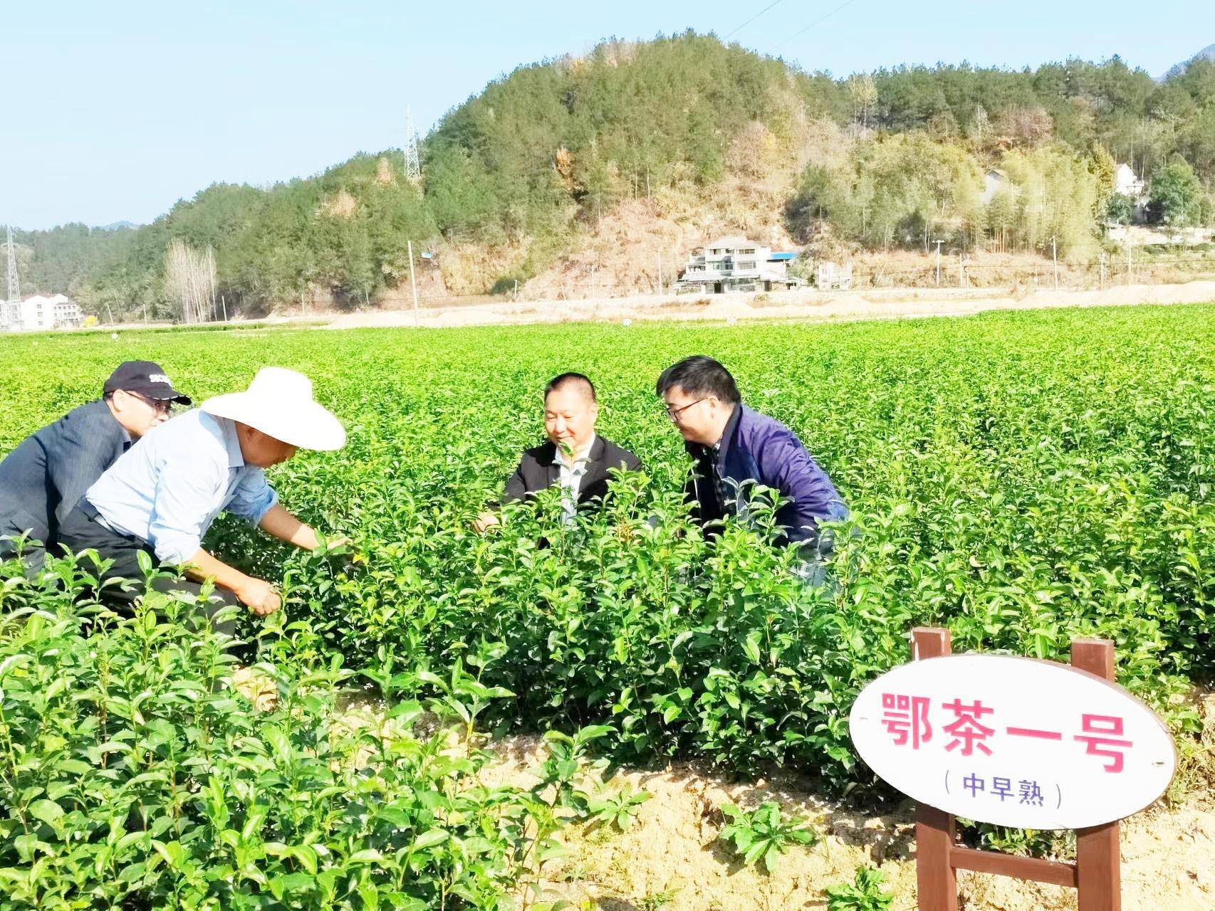 湖北英山地区优质茶叶交易热线电话