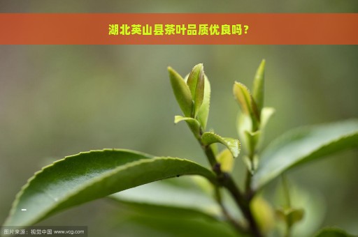 湖北英山茶叶官方在线商城：茶叶品种、价格、交易与信息一站式了解