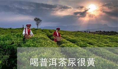 普洱茶：胃寒胃酸的救星？如何科学饮用以获得效果