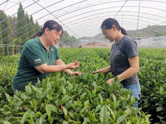 移植前喝茶叶是否适宜？- 专家解答关于移植前后饮食的建议