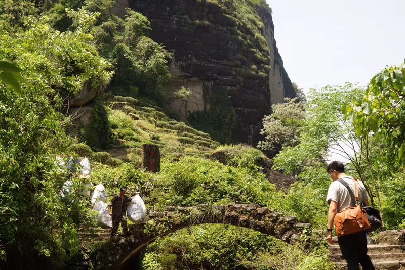 移植前喝茶叶是否适宜？- 专家解答关于移植前后饮食的建议