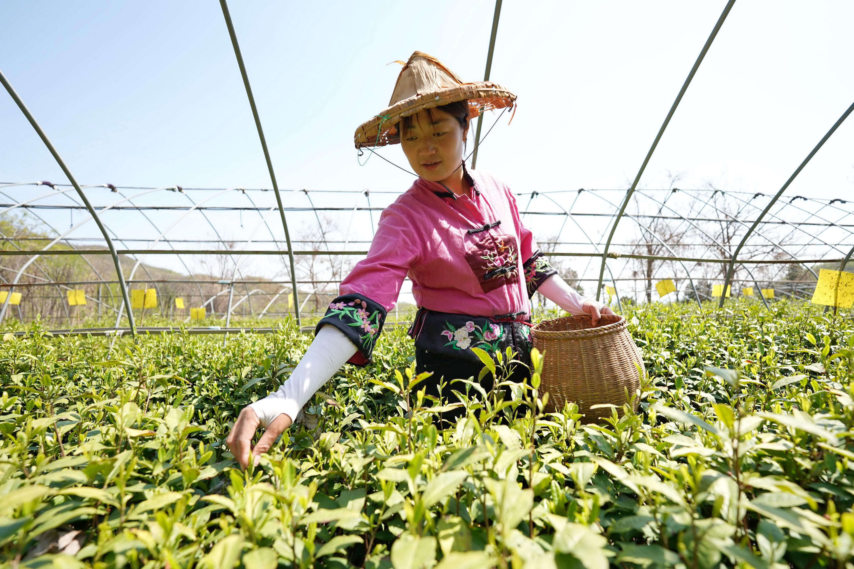 移植前喝茶叶是否适宜？- 专家解答关于移植前后饮食的建议