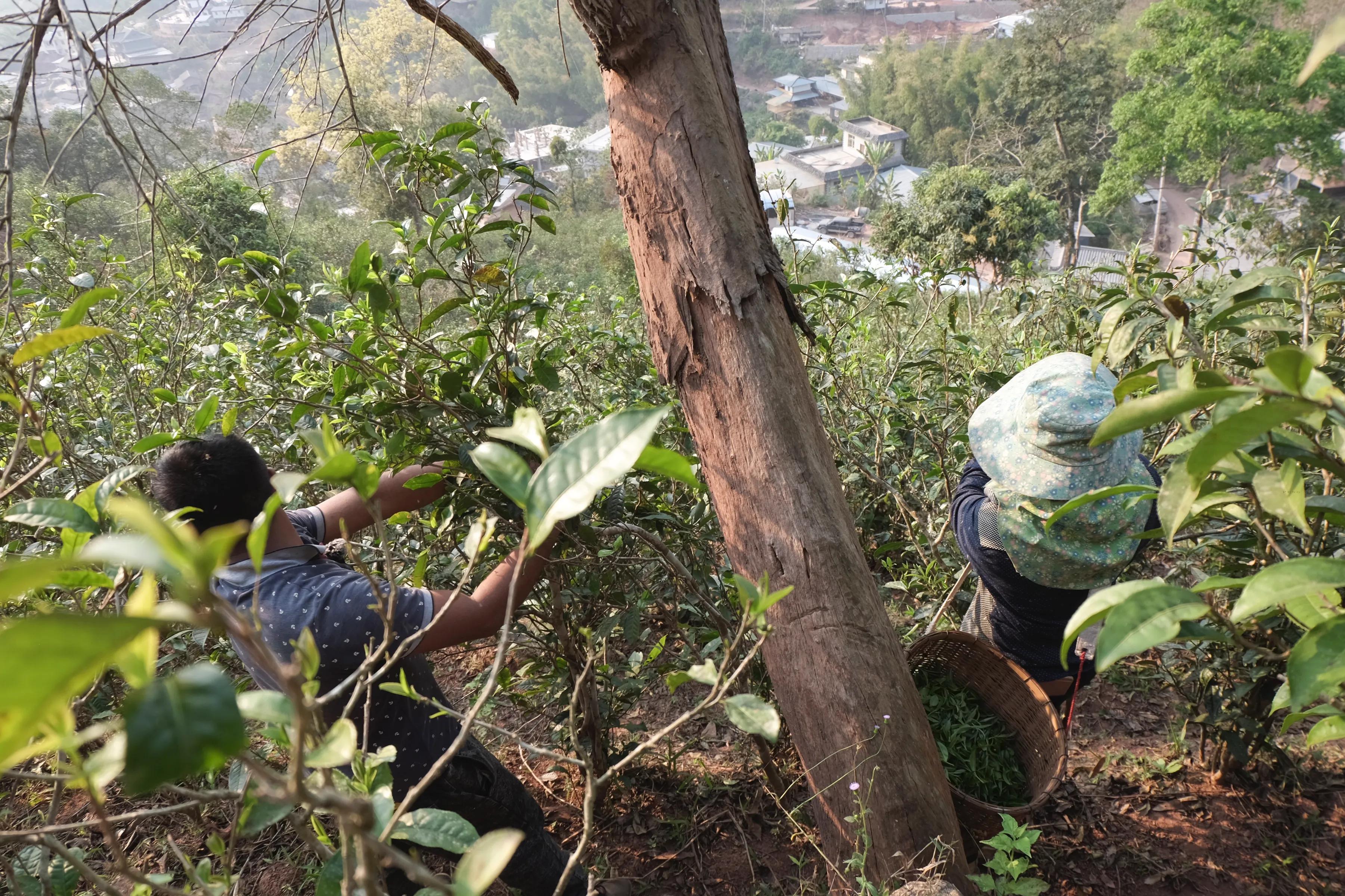 曼松普洱茶官方旗舰店地址查询，电话及相关信息。