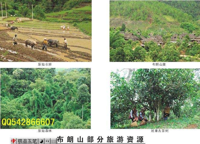 探索老班章茶：香气、口感及其独特特点的综合解析