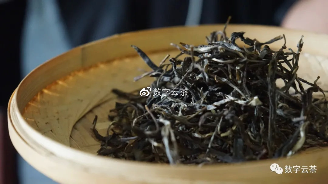 探究生普洱茶：一款源于古树的发酵乌龙茶的魅力与品鉴方法