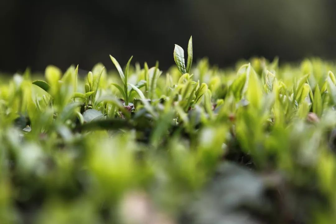 大润发超市有茶叶吗？现在在几楼？价格是多少？