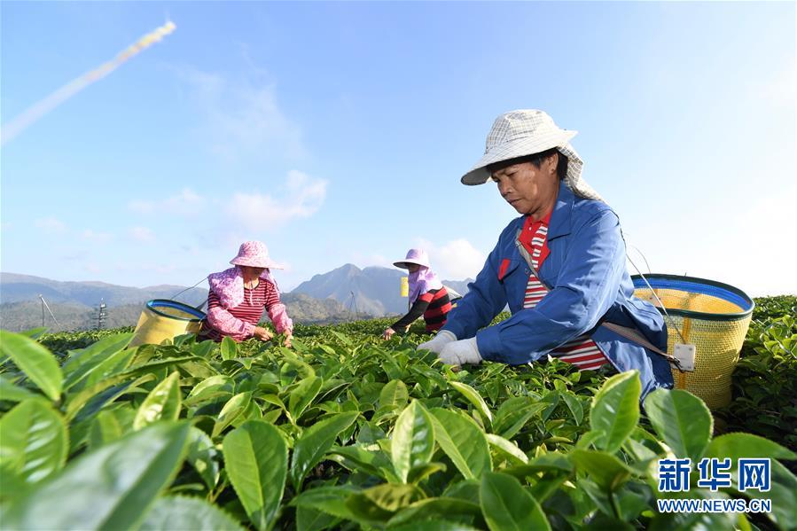 葫芦谷手工采摘的珍稀绿茶：一款健与自然的完美结合