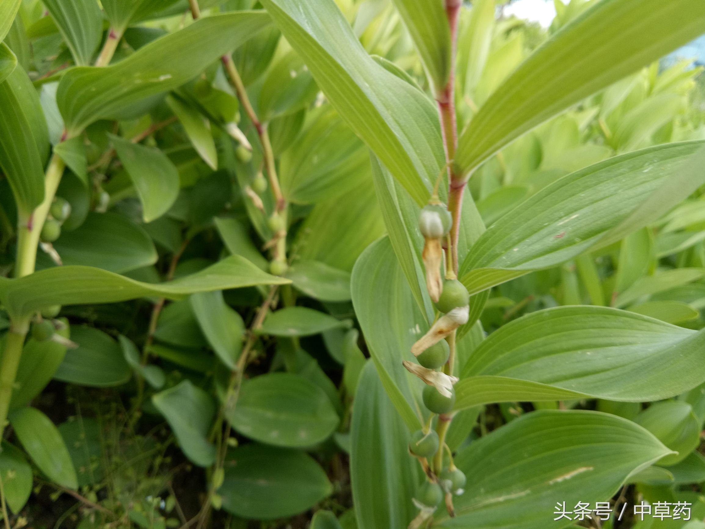 玉竹的寓意、象征及用途全面解析：了解这种植物背后的文化与科学价值