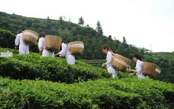 沈阳更大茶叶场在哪里进货？