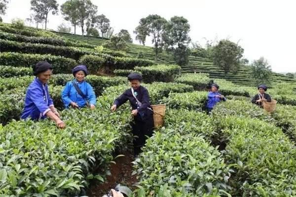 普洱茶每年产多少吨