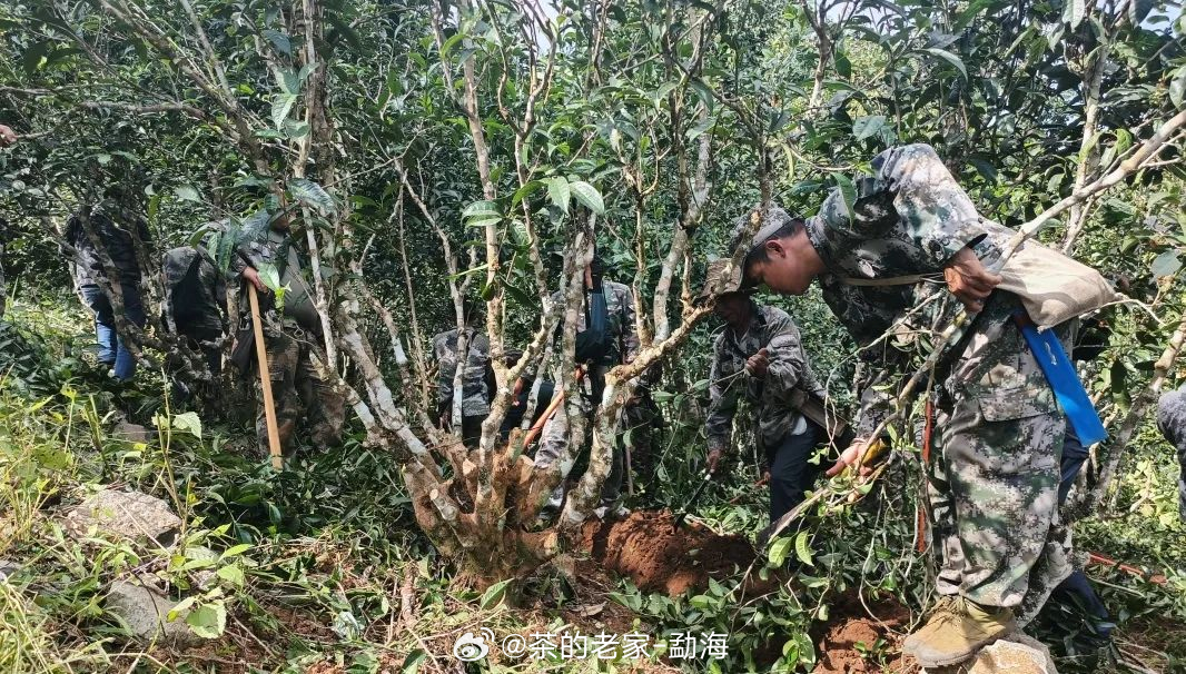 普洱茶重点整治