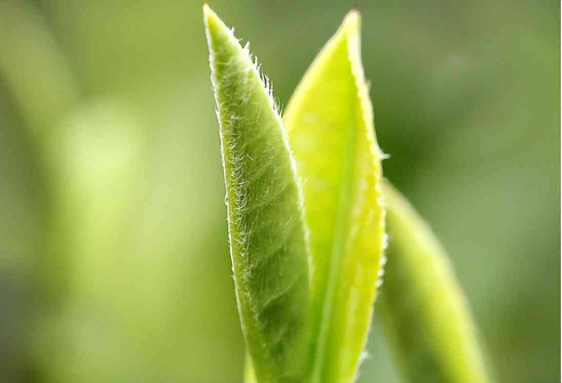 茶树王普洱茶过期